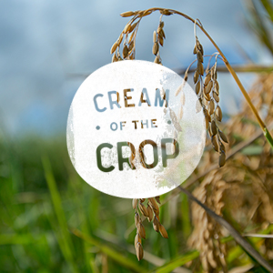 Wheat plant